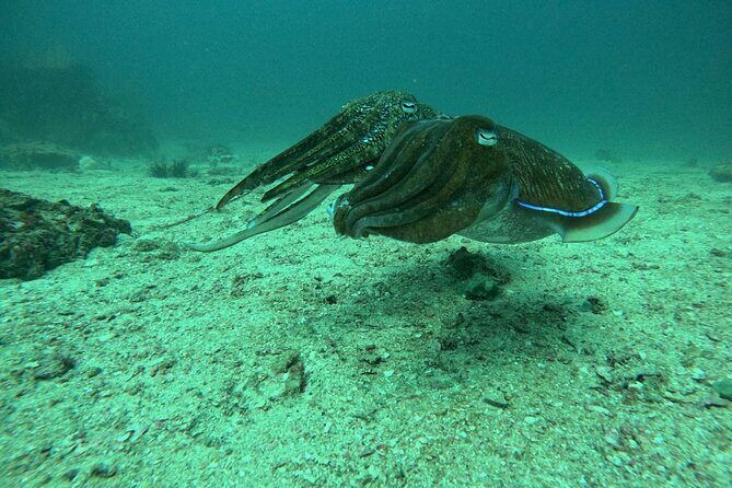 Phuket: PADI Discover Scuba Diving 1 beach dive - Introduction: Exploring Phuket’s Underwater Charm