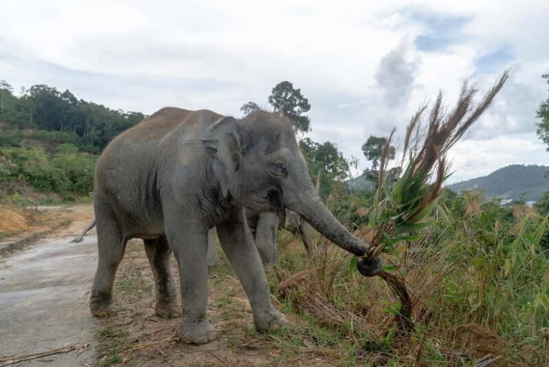 Phuket: Patong Elephant Sanctuary Observe & Learn Experience - FAQ