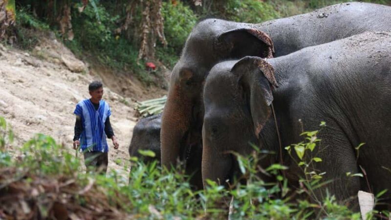 Phuket: Patong Highlights Elephant Sanctuary Tour - FAQs