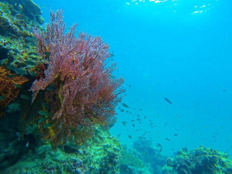 Phuket: Phi Phi & Bamboo Island by Speedboat - Who Is This Tour Best For?