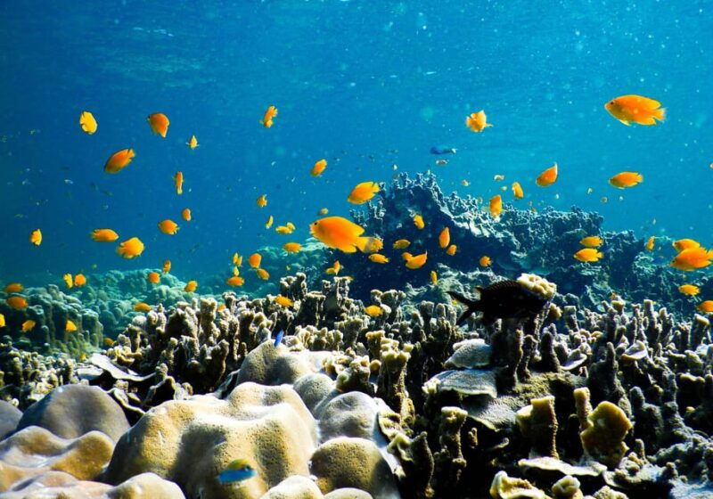 phuket-phi-phi-island-hopping-day-trip-by-speed-boat