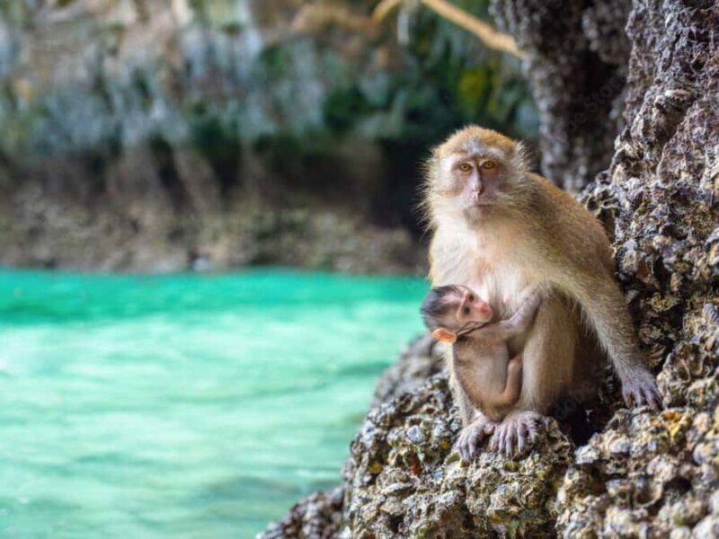 Phuket: Phi Phi Islands, Bamboo Island and Pileh Lagoon Trip - Final Thoughts