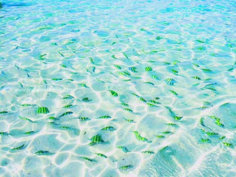phuket-phi-phi-khai-island-private-speedboat-charter-tour