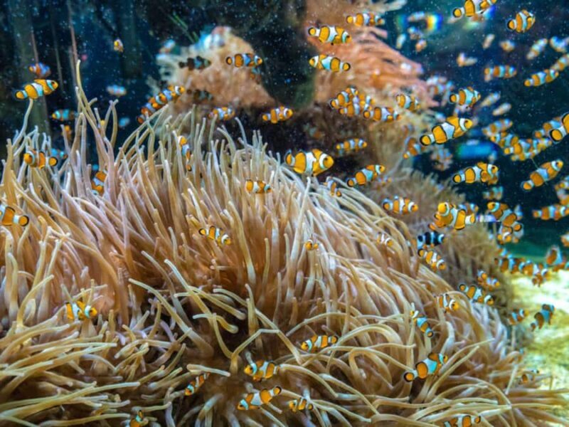 Phuket: Phi Phi, Maya, Khai or Maiton or Bamboo Island Tour - What Makes This Tour Stand Out