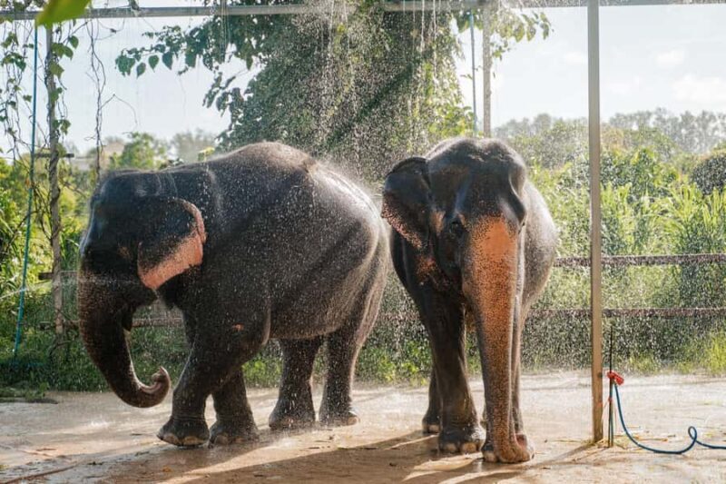 Phuket: Phuket Elephant Care Sanctuary ECO Tour - The Itinerary in Detail