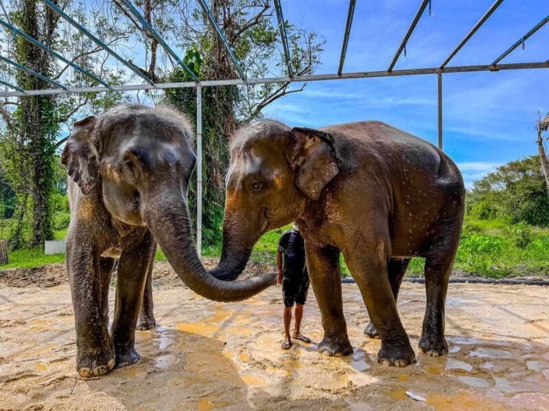 Phuket: Phuket Elephant Care Sanctuary ECO Tour - Pricing and Value