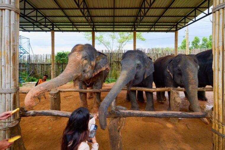 phuket-phuket-elephant-sanctuary-wat-chalong-more