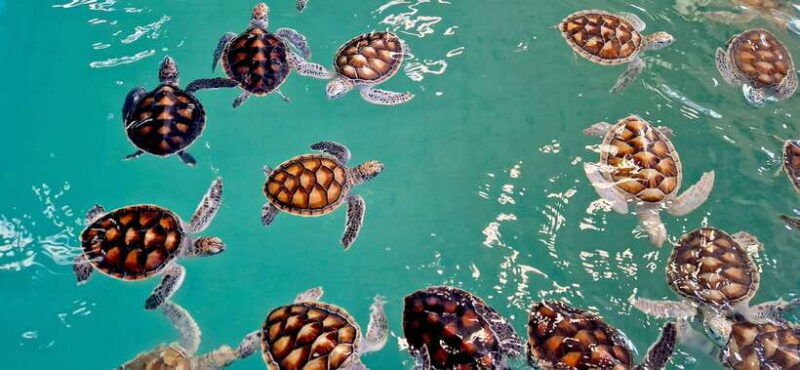 phuket-private-tour-khao-lak-bamboo-rafting-atv-turtle