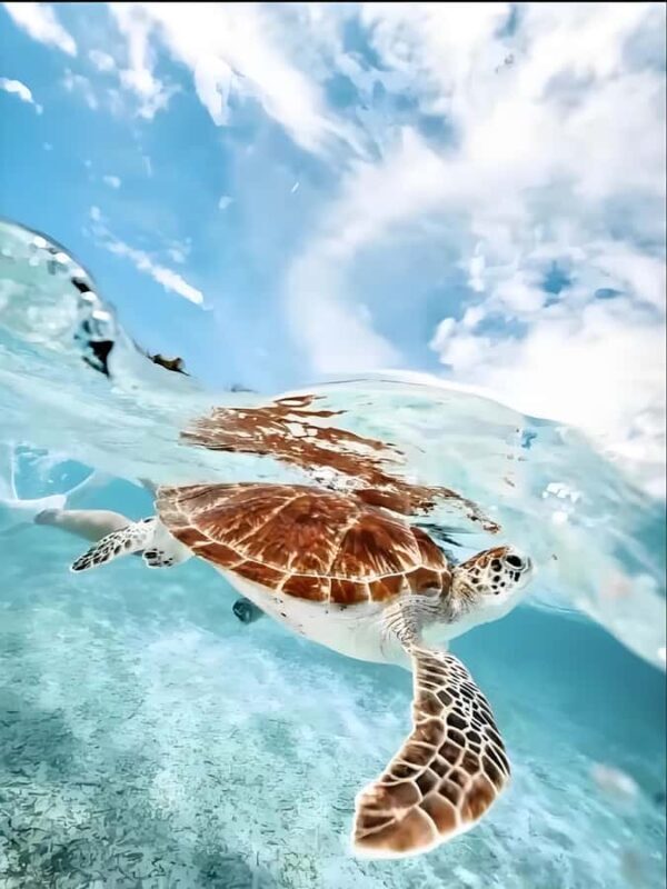 Phuket: Racha Noi & Maiton Catmaran Tour with Beach Picnic - Key Points