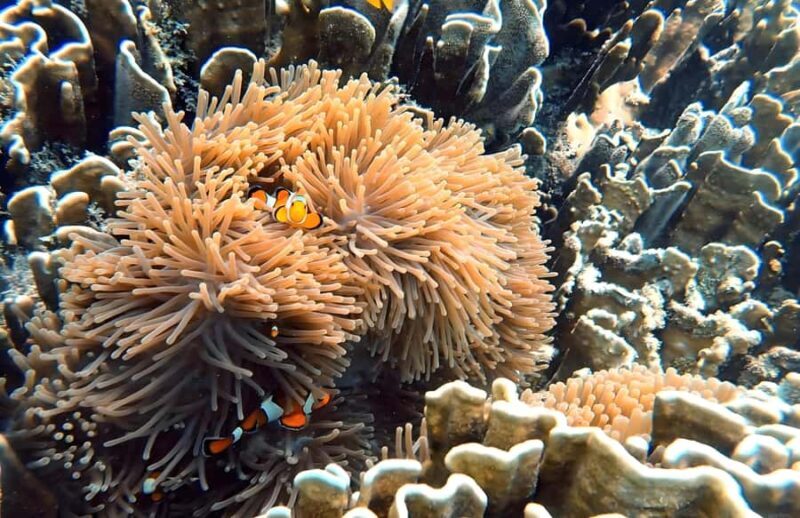 Phuket: Racha Noi & Maiton Catmaran Tour with Beach Picnic - Final Thoughts