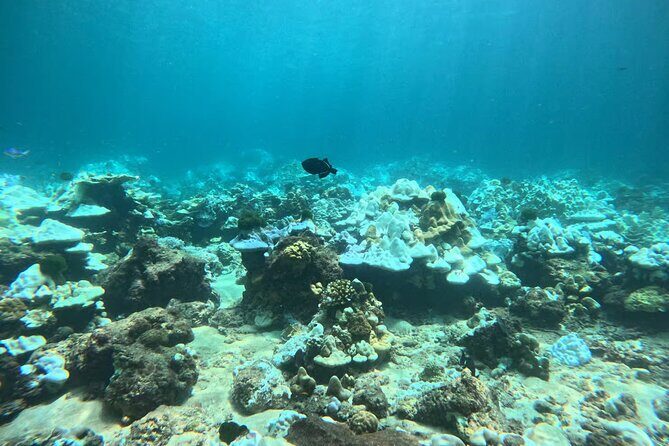 Phuket Racha PADI Discover Scuba Diving 2 Dives and GoPro - Pricing and Value