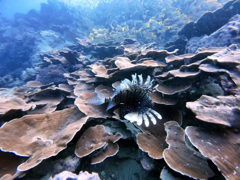 Phuket: Racha Yai 2-Fun Dives or Snorkeling Trip w/Transfer - The Sum Up