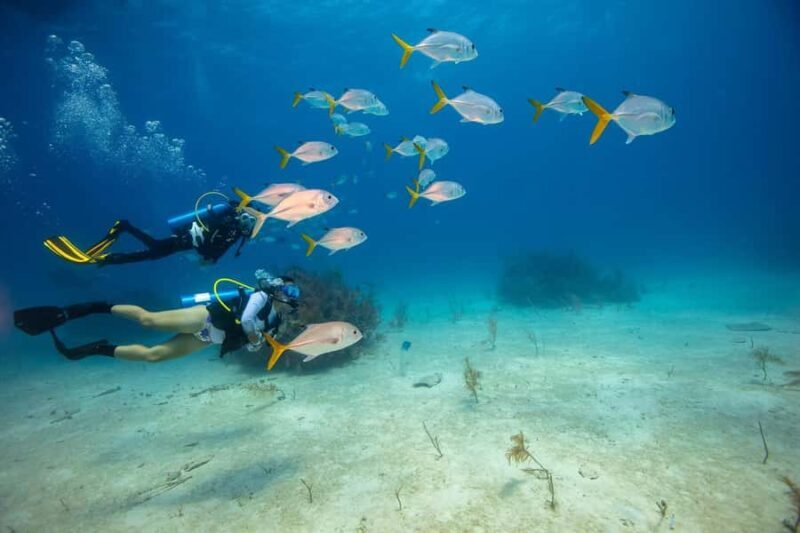 Phuket: Racha Yai 2-Fun Dives or Snorkeling Trip w/Transfer - FAQ