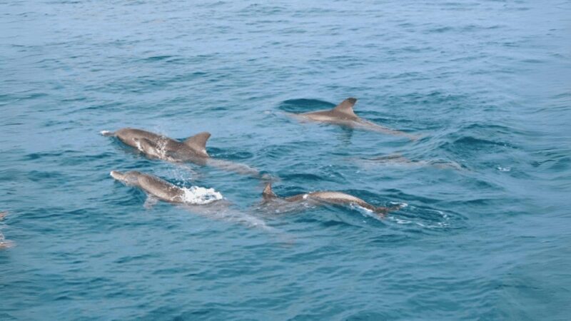 Phuket: Raya Island, Maithon Island, & Dolphin Spotting Tour - Price & Value Considerations