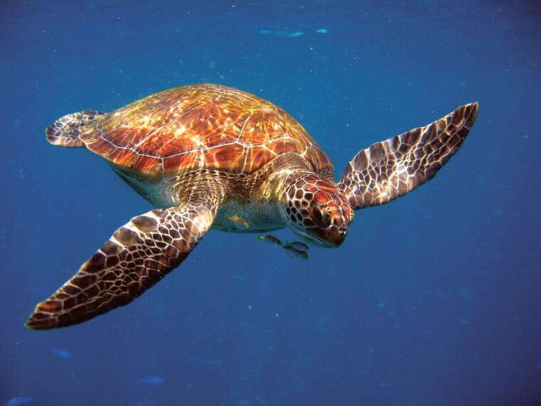 phuket-raya-yai-try-scuba-diving-without-experience