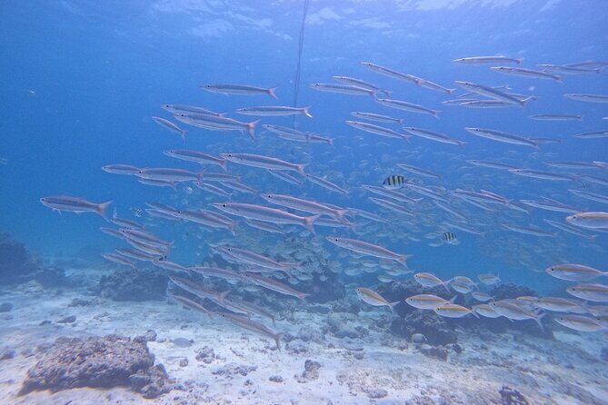 Phuket: Scuba Dive Racha and Coral Islands with Snorkeling Tour - An All-Inclusive Day Out on Phuket’s Waters