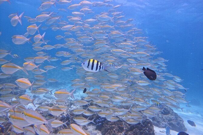 Phuket: Scuba Dive Racha and Coral Islands with Snorkeling Tour - Practical Details and Tips