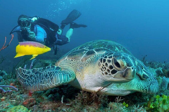 Phuket Scuba Diving and Snorkeling Offshore 2 Islands Full-Day by Speed Boat - Who Will Love This Tour?