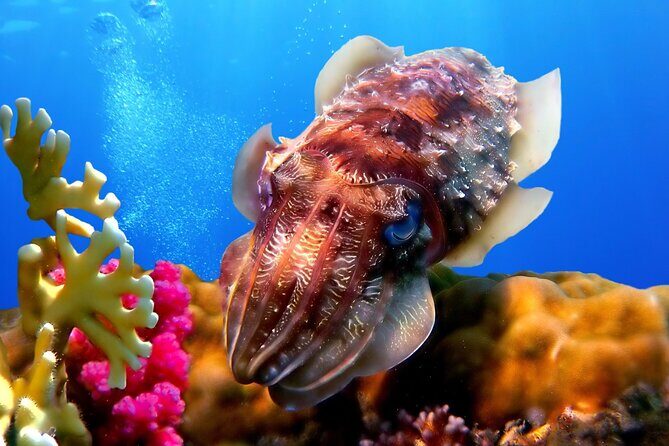 Phuket Scuba Diving and Snorkeling Offshore 2 Islands Full-Day by Speed Boat - Final Thoughts: Is it Worth It?