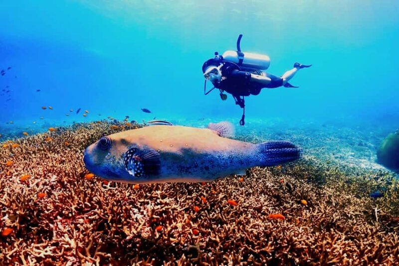 Phuket: Scuba Diving Maithon Or Racha Islands For All Levels - Frequently Asked Questions