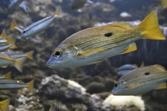 Phuket Scuba Diving Tour with Transportation - The Itinerary Breakdown & What You Can Expect