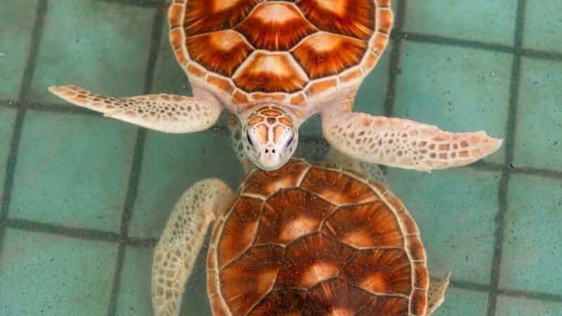 Phuket: Sea Turle Center,Temples,Tsunami & Elephant and More - The Experience in Detail