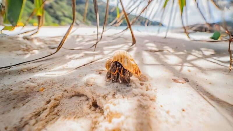 Phuket: Similan Island by Speedboat - The Sum Up