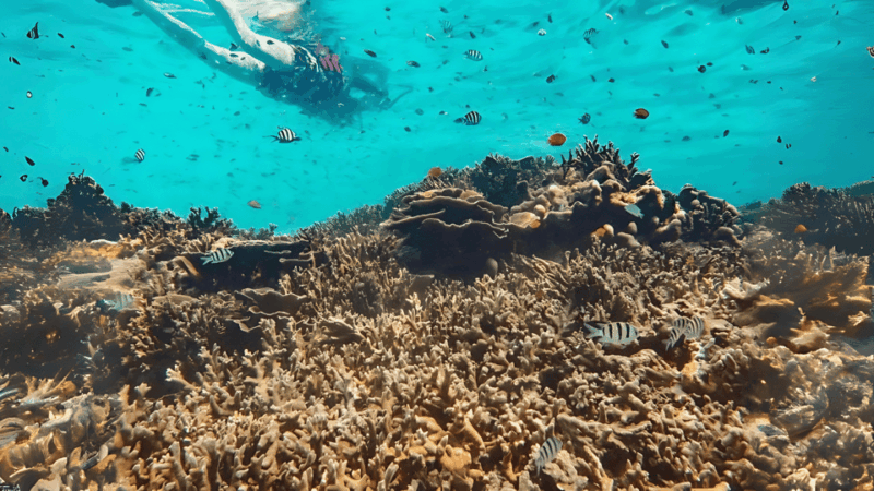 phuket-similan-island-by-speedboat