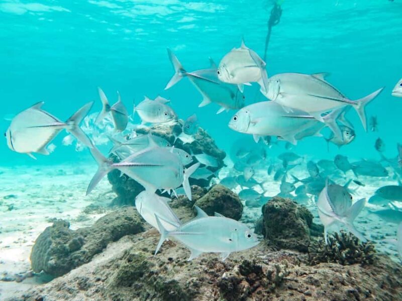 Phuket: Similan Island Full-Day Trip by Speedboat with Meals - The Itinerary Breakdown: What to Expect