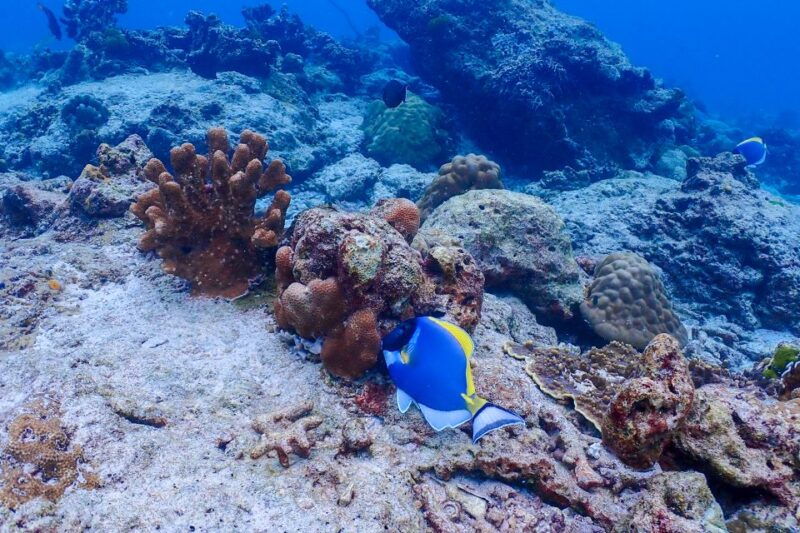 phuket-similan-island-snorkeling-adventure-full-day-tour