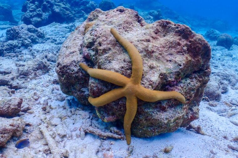 phuket-similan-island-snorkeling-adventure-full-day-tour