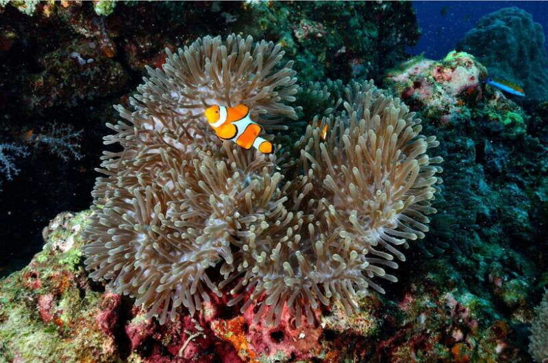 phuket-similan-islands-day-tour-by-speedboat-with-lunch