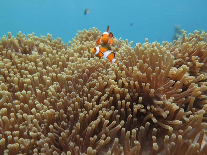 Phuket: Similan The Hidden Paradise Sea Tour - An In-depth Look at the Itinerary and Experience