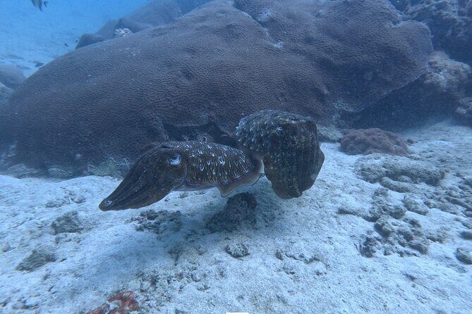 Phuket: Stunning Night Dive from the shore - Practical Details and Tips