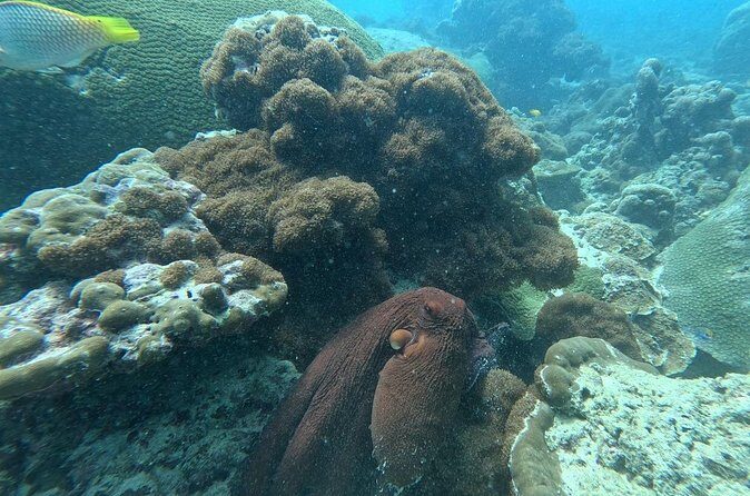 Phuket: Stunning Night Dive from the shore - Final Thoughts — Who Should Consider This Tour?