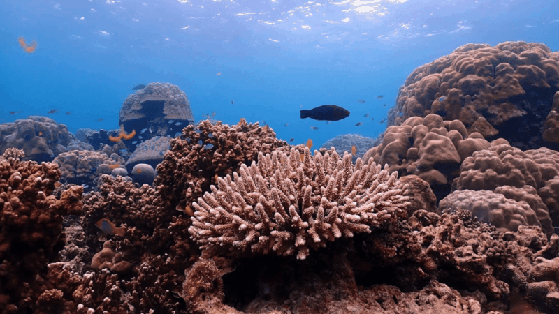 phuket-surin-island-by-speedboat