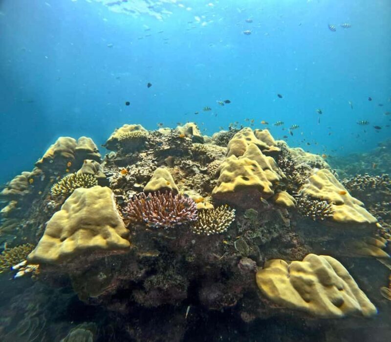 Phuket: Surin Islands Full Day Snorkeling Tour by Speedboat - Is This Tour Worth It?