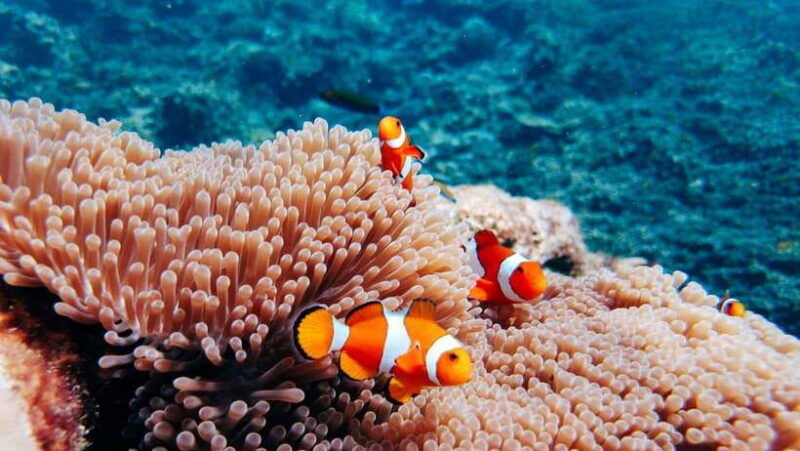 phuket-surin-islands-full-day-snorkeling-tour-by-speedboat