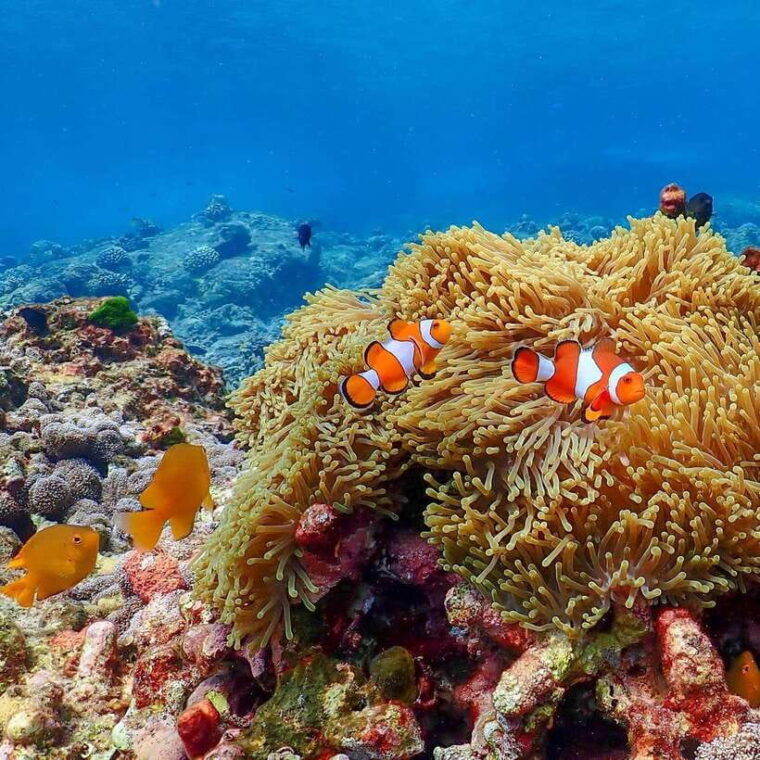 phuket-surin-islands-full-day-snorkeling-tour-by-speedboat