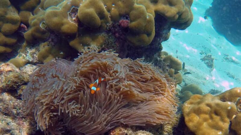 Phuket to Phi Phi Full-Day Luxury Speed Boat Charter - Why This Tour Offers Outstanding Value