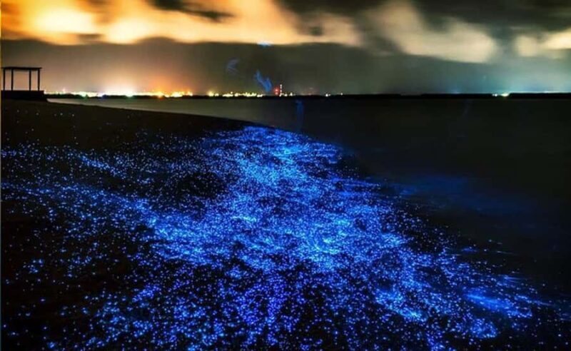 Phuket : Twilight Sea Canoe Tour with Glowing Plankton - Key Points