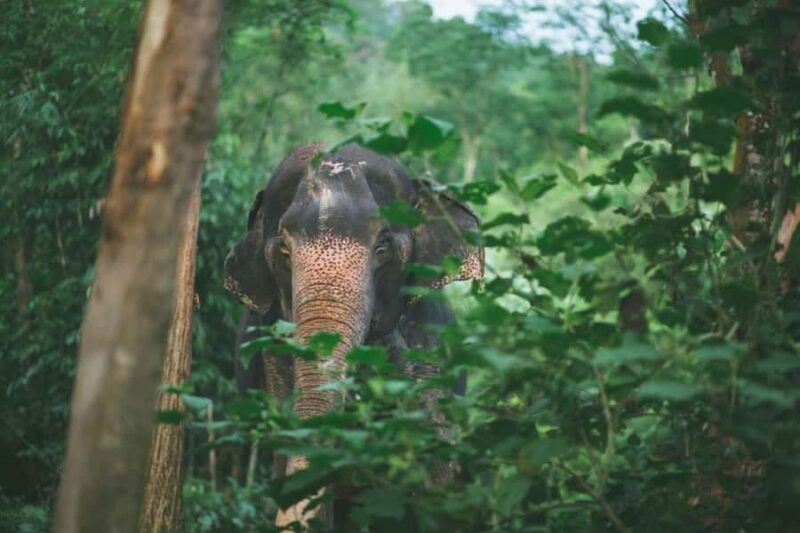 Phuket: Unique Dawn Ethical Elephant Sanctuary Experience - An In-Depth Look at the Dawn Elephant Experience