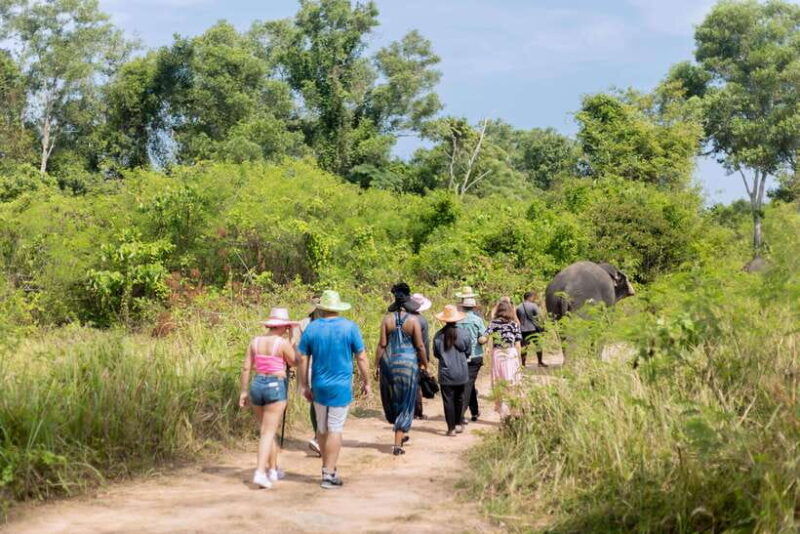 phuket-walk-and-feed-ethical-elephant-nature-park-tour