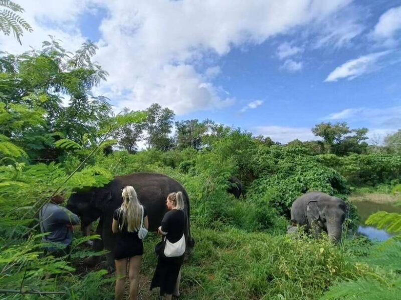 phuket-walk-and-feed-ethical-elephant-nature-park-tour