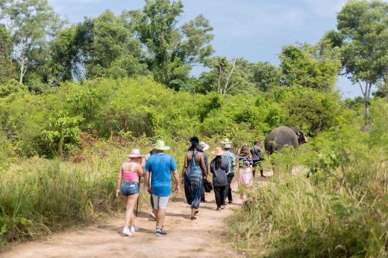 phuket-walk-and-feed-ethical-elephant-nature-park-tour
