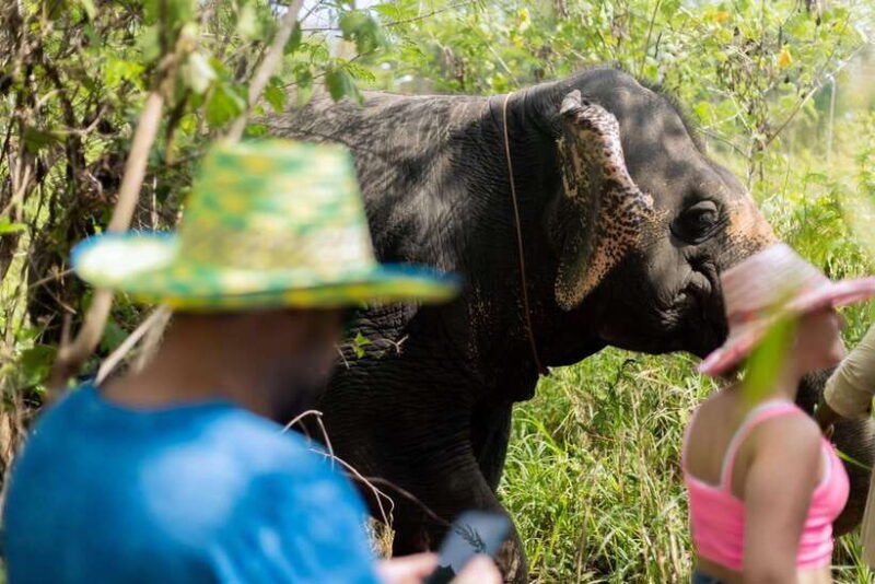 phuket-walk-and-feed-ethical-elephant-nature-park-tour