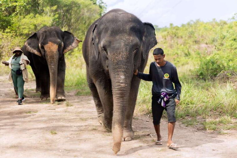 phuket-walk-and-feed-ethical-elephant-nature-park-tour