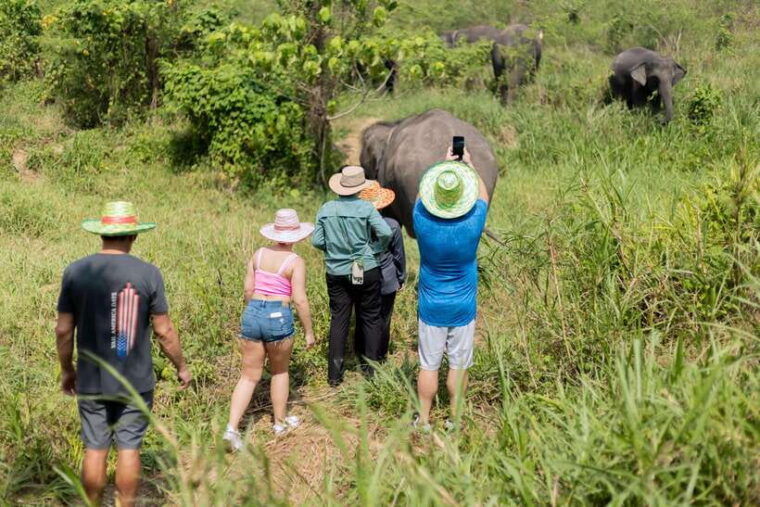 phuket-walk-and-feed-ethical-elephant-nature-park-tour