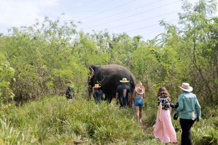 phuket-walk-and-feed-ethical-elephant-nature-park-tour