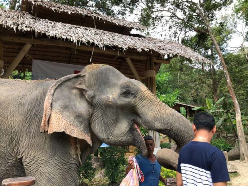 Phuket: White Water Rafting, Zipline, and Elephant Sanctuary - Who Will Love This Tour?